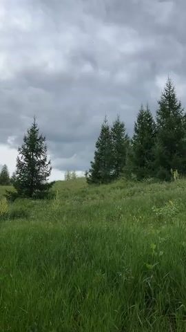 This is a vertical video of a grassy hill with several evergreen trees on it. The sky is overcast with dark, heavy clouds, suggesting an impending storm. The foreground is dominated by tall, green grass, with some smaller plants and flowers interspersed. The trees vary in size and density, with some clustered together and others standing more isolated. The camera pans slowly across the landscape, offering a sweeping view of the scene. There are no people or animals visible in the video. The overall atmosphere is somber and natural, with a focus on the rugged beauty of the outdoors.