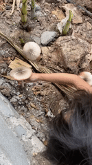 Child collects mushrooms in rainy morning in Kiblawan Philippines