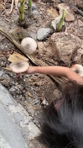 Child collects mushrooms in rainy morning in Kiblawan Philippines