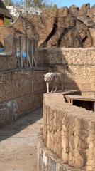 Wolf observed in enclosure at Izhevsk wildlife facility