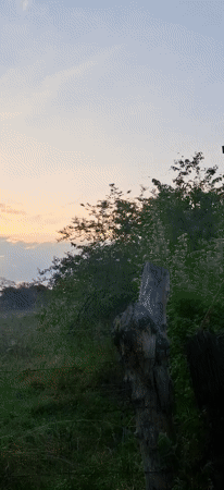 Rural Venezuela sunset scenes and beetle footage documented