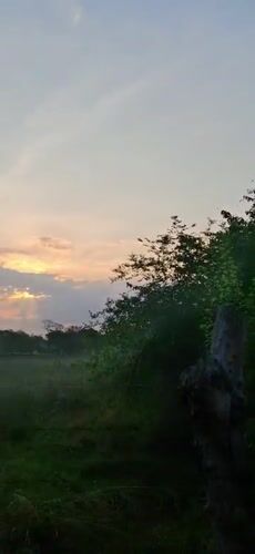 Rural Venezuela sunset scenes and beetle footage documented