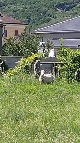 A herd of sheep are grazing in a grassy field. Several sheep are lying down, while others are standing and eating. In the background, there are some houses and trees on a hill. The sun is shining brightly, casting shadows on the ground. The video is in landscape orientation and is of moderate quality.