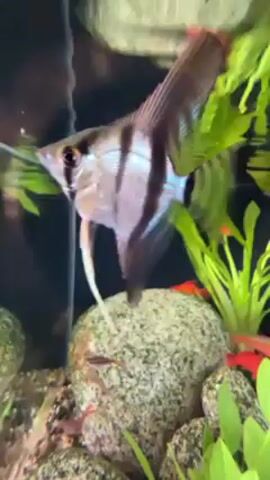 The video shows an aquarium containing various fish. The main fish visible is an angelfish with silver and black stripes. There are also smaller red fish swimming around, and green plants and rocks in the aquarium. The background is dark, and the aquarium's water surface reflects the surroundings. The camera moves slightly to follow the fish as they swim.
