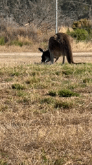 Woman takes selfies with kangaroo in Perth field