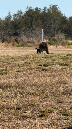 Woman takes selfies with kangaroo in Perth field