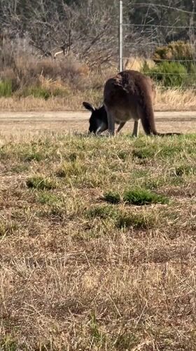 Woman takes selfies with kangaroo in Perth field