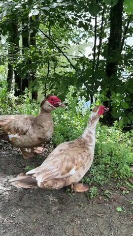 Two Muscovy ducks are standing on the ground near the edge of a body of water. The ducks are light brown with white markings and red caruncles around their eyes and beaks. They are surrounded by lush green foliage and trees. The water in the background appears calm and reflects the trees. The lighting suggests it is daytime, possibly overcast or shaded by the trees.