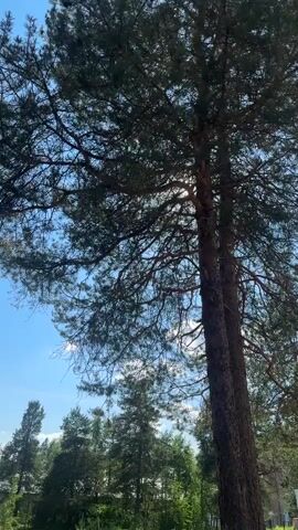 The video captures a view looking up into the canopy of a tall pine tree. Sunlight filters through the dark green needles, creating dappled light and shadows. The blue sky is visible between the branches, with a few wispy clouds. To the left and in the background, other evergreen trees are visible, along with some deciduous trees with lighter green foliage. In the far left background, a small building with a yellow roof can be seen amongst the trees. The ground below the trees is covered with grass and some dry leaves or pine needles. The overall scene suggests an outdoor, natural environment, likely a forest or wooded area, on a clear day. The camera appears to be stationary for the duration of the clip.