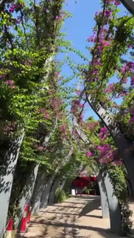 The video presents a low-angle perspective of a pathway flanked by a series of arched structures. These structures are covered in lush green foliage and vibrant purple flowers. The pathway, lined with scattered leaves and dappled sunlight, leads to a red structure in the distance. The sky is clear and blue, creating a bright and sunny atmosphere. Orange traffic cones are visible at the base of the arches.
