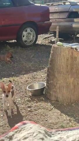 A video displays an outdoor scene with two puppies visible. In the foreground, a small white and brown puppy with large ears stands on sandy ground, looking toward the camera. Behind this puppy, a metal dog bowl sits on the ground. In the background, another small brown puppy is lying down. A red vehicle is parked in the upper left corner of the frame, and a large wooden stump is on the right. The ground appears to be dirt and scattered debris.