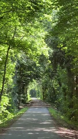 A paved path winds through a dense forest with sunlight filtering through the canopy. The path is mostly empty, with some dappled shadows from the trees. The scene is peaceful and natural.