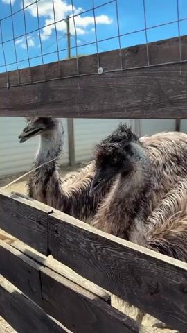 A sunny daytime video shows several emus in an outdoor enclosure. The scene is viewed from outside a wooden fence with wire mesh on top, separating the viewer from the animals. The ground inside the enclosure appears dry and dusty, with some sparse green patches. In the background, a light-colored building or fence is visible under a clear blue sky with scattered clouds.

Multiple emus are seen, with their distinctive shaggy brown and black feathers. One emu is prominently featured, looking directly at the camera at the beginning of the clip, then lowering its head to eat. Another emu, with a slightly darker, spikier head, also appears. A person's hand reaches into the frame, holding a small bunch of dry grass or hay, and offers it to the emus. The emus eagerly approach the fence to take the food from the person's hand. The emus extend their long necks and peck at the offering. The interaction suggests a feeding activity at an animal park or farm in Gay-Kodzor, Russia. Russian speech is audible in the background.