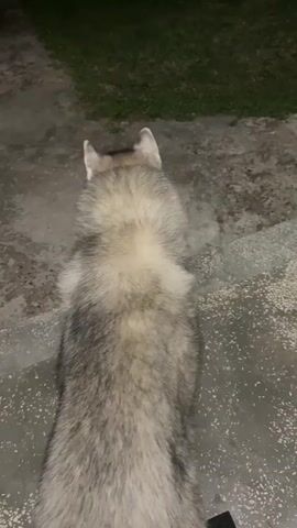 The video shows a husky dog from behind, its back facing the camera. The dog's tail is not visible. It is standing on a concrete surface. The background includes a patch of grass and what appears to be an outdoor setting at night or dusk. The dog is stationary for the first few seconds and then begins to move slowly to the right.