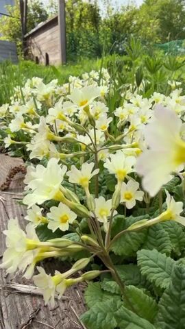 A low-angle video shows a patch of primrose flowers in bloom. The primroses are pale yellow with yellow centers and are growing in a garden setting. The background shows greenery, trees, and a wooden structure. The video is shot in portrait orientation.
