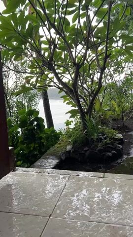 From a slightly elevated vantage point on a tiled patio or porch, a view unfolds through lush greenery. The ground, wet from rain, reflects the overcast sky. A small, well-manicured plumeria tree, its leaves dense and green, dominates the middle ground, with a few pink blossoms visible. Beyond the foliage, a glimpse of the ocean can be seen in the distance. A coconut palm tree stands partially visible on the left, further emphasizing the tropical nature of the location. The setting evokes a sense of tranquility despite the rainy weather.