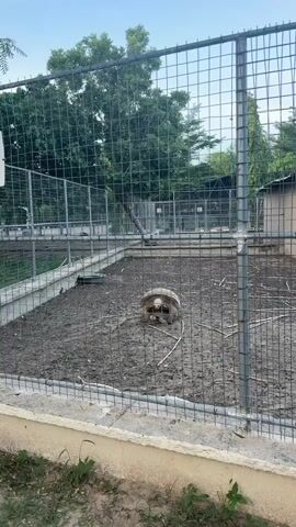 A tortoise is in an enclosure with dirt flooring and a metal fence. The tortoise is a light brown color. The enclosure is surrounded by a concrete border. Behind the enclosure, there are trees and other structures that appear to be part of a zoo or animal park.