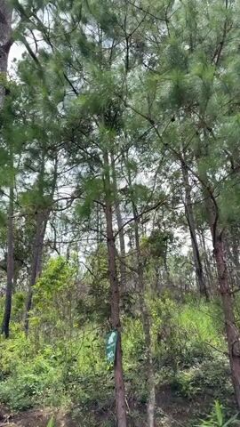 This video shows a series of shots looking up through the trees, focusing on the sky and the green foliage. The camera appears to be moving, likely handheld, as the perspective shifts. The environment is natural, with tall trees and undergrowth visible. The sky is mostly cloudy, with some patches of blue showing through. The lighting suggests it is daytime. There are no people or obvious man-made objects besides possibly a distant structure suggested by a glimpse of a roof in one of the later shots. The overall impression is of a natural, somewhat wild landscape, possibly a forest or wooded area.
