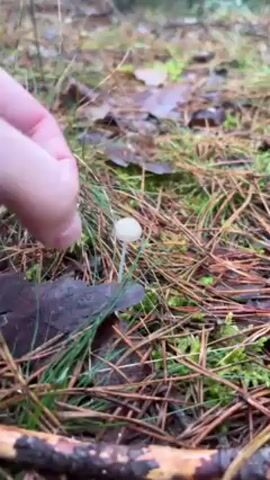 A hand touches a tiny, white mushroom growing among grass and pine needles on the forest floor. A brown leaf and a small stick lie near the mushroom.