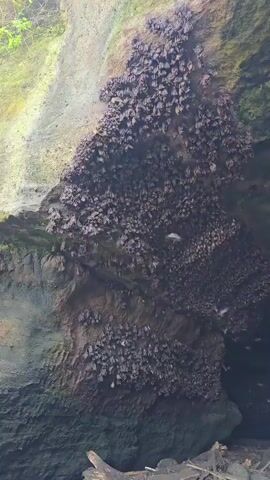 The video shows a massive colony of bats hanging upside down from a cave ceiling. The bats are densely packed together, creating a dark, textured surface. The lighting is dim, suggesting an interior environment. One bat is briefly seen in flight in the upper left portion of the frame. The overall impression is of a natural, albeit slightly eerie, scene.