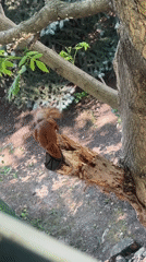 Red squirrel foraging in a Tomsk garden