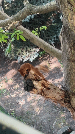Red squirrel foraging in a Tomsk garden