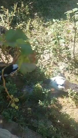 The video shows a backyard scene with chickens and ducks roaming freely. In the foreground, a large log lies on the ground, with some green plants growing around it. A small bush with green leaves and some developing fruit is visible. In the middle ground, several chickens and ducks are seen foraging in the undergrowth. One chicken, with black and white plumage and a red comb, stands out. In the background, there are trees and bushes that provide shade and a natural environment for the animals. A blue bowl is also visible in the background, possibly containing water or food for the animals. The ground is covered with dirt, dry leaves, and some sparse grass. The overall impression is of a rustic, outdoor setting where farm animals are kept.
