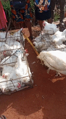 Poultry market activity observed in Nsukka, Nigeria