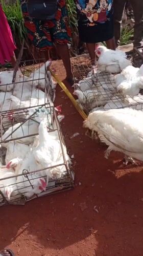 Poultry market activity observed in Nsukka, Nigeria