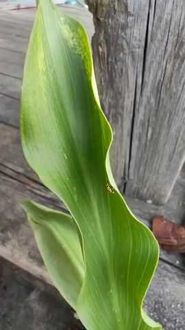 The video shows a yellow ladybug with black spots crawling on a large green leaf. The leaf is curved and has prominent veins. In the background, there is a weathered wooden post and some brown bark or debris. The lighting suggests it is daytime.
