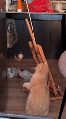 Ginger cat bats at hanging toy beside an easel in Tbilisi