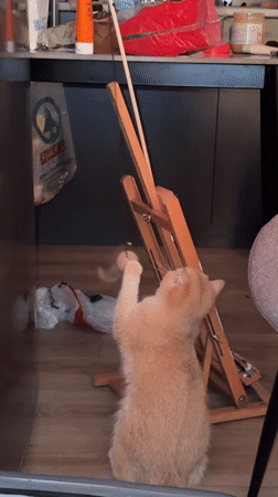 Ginger cat bats at hanging toy beside an easel in Tbilisi