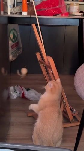 Ginger cat bats at hanging toy beside an easel in Tbilisi