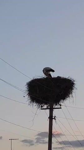 A low-angle shot reveals a stork standing in a large nest constructed atop a utility pole against a twilight sky. Power lines intersect the frame. A smaller bird flies past the nest. The stork is mostly still, occasionally adjusting its posture. The nest is made of dark twigs and branches.