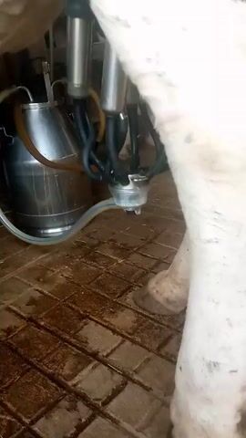 The video shows a milking machine attached to a cow. The machine has four metal cylinders connected to a central unit, which is connected by a blue and white hose to a large stainless steel bucket. The cow's hind legs are visible, standing on a brick floor that appears to be wet. The machine is making a consistent, rhythmic sound.