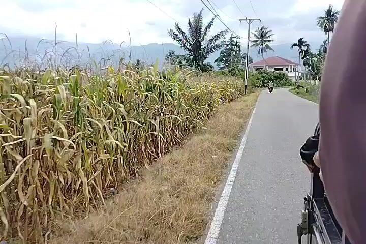 The video shows a roadside view from the perspective of someone riding in a vehicle. On the left side of the road, there is a field of tall, dry corn stalks and yellowed grass. A white line marks the edge of the paved road. Further down the road, there is a motorcycle with a rider and a passenger. In the background, there are palm trees, a house with a red roof, and distant mountains under a cloudy sky. The right side of the video shows the shoulder and back of a person, suggesting the camera is mounted on a vehicle carrying passengers. The overall scene depicts a rural or semi-rural landscape during daylight.