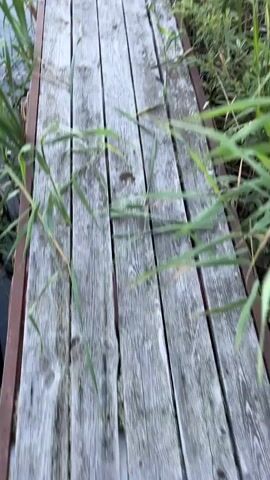 A first-person perspective video shows a person walking on a weathered wooden pier that extends into a calm body of water surrounded by tall green reeds. The water is dark and reflects the sky. Fallen logs and patches of vegetation are scattered across the water's surface. The pier has rusty metal supports. The scene transitions to a wider shot revealing a marshy landscape with more vegetation and reflections of the sky, which is partly cloudy and appears to be during either sunrise or sunset. The video ends with a view of the expansive marsh under the colorful sky.