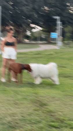 Dogs playing in a Tel Aviv park, late June afternoon