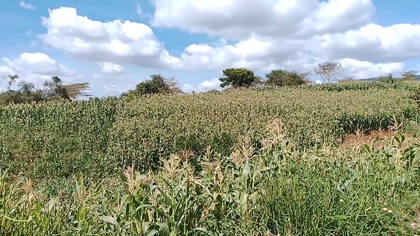 The video presents a panoramic view of a vast agricultural field under a bright, partly cloudy sky. In the foreground, tall green crops, predominantly appearing to be corn or maize with tassels, are thriving. Other green, wild vegetation grows alongside a visible dirt path. A person, wearing a white shirt with red accents, briefly walks away from the camera along this path, moving from the left side of the frame towards the right. The mid-ground is dominated by the sprawling field of green crops, extending into the distance. Scattered trees, some with yellow blooms, dot the landscape, particularly on the horizon. On the far right, faint structures or buildings are visible. The scene depicts a sunny daytime with fluffy white clouds against a blue sky, indicative of good weather. This rural setting is characteristic of an agricultural area, located in Machakos, Kenya, as per the context. There is no visible text in the video.