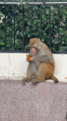 Monkeys, cows, and street life on a Rishikesh morning