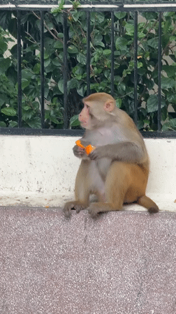 Monkeys, cows, and street life on a Rishikesh morning