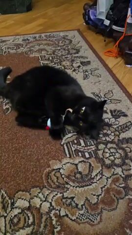 A black cat is lying on a rug and playing with a toy. The toy has a red and blue part and a white part. The cat is batting at the toy with its paws and mouth. The cat's tail is curled up. The rug is brown with a floral pattern. There is a wooden floor in the background.