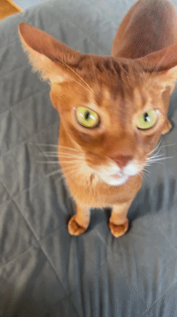 Cats observed playing and resting in coastal Montenegro locations