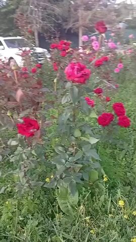A camera pans across a garden filled with blooming roses, primarily in shades of red and pink. In the background, a white SUV is partially visible, parked on what appears to be a driveway. Green foliage and grass surround the rose bushes. The lighting suggests an outdoor setting, possibly during the day.