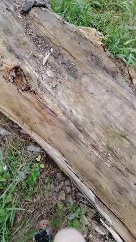The video opens with a close-up of a person's leg and foot resting on a fallen tree trunk. The foot is wearing a sparkly shoe with a pink accent. The scene then pans to show the surrounding environment, which includes grass, foliage, and more of the fallen log. The camera then pans up and to the right, revealing a body of water, likely a river or lake, bordered by a dense line of trees on the opposite bank. The sky is visible above the trees, with some clouds present. The overall environment appears to be natural and outdoors.