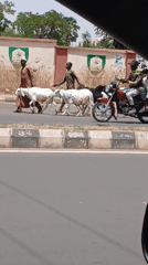 Shepherds guide flock across road in Badiko, Nigeria
