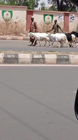 Two men are seen herding a flock of approximately seven to eight sheep across a paved road in Badiko, Nigeria, during bright daylight. The first man, dressed in a brown robe, and the second, wearing a dark shirt, walk alongside the sheep, using ropes to guide them. The sheep are a mix of white, black, and black and white colors.

The road is divided by a concrete median strip. In the background, a light-colored wall stands, possibly belonging to a building or institution, and features at least two distinct green and white emblems or logos. Trees are visible beyond this wall. The scene is brightly lit by the sun, indicating clear weather and a dry road surface. The video is captured from inside a vehicle, with portions of the car's frame slightly visible at the top and right edges of the shot. The activity depicts the routine movement of livestock through what appears to be a semi-urban setting.