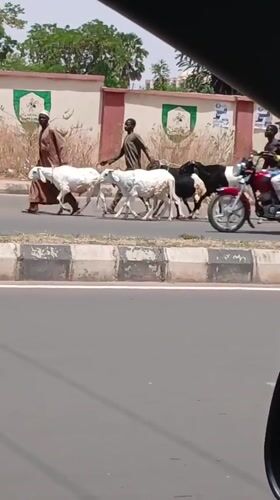 Shepherds guide flock across road in Badiko, Nigeria