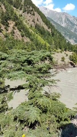 The video captures a scenic mountain landscape with a river flowing through a valley. The camera pans slowly, revealing a winding river with murky, grey water. The riverbanks are lined with lush green trees, some appearing to be pine or fir. Steep, verdant mountains rise on either side of the valley, with patches of exposed rock and sparse vegetation. The sky is a clear blue with scattered white clouds. In the foreground, a large evergreen tree partially obstructs the view. The overall impression is one of natural beauty and tranquility, characteristic of a mountain wilderness. There are no people or animals visible in the video.