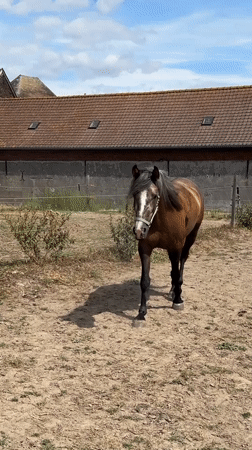 Brown horse in halter walks across dry ground in Belgium